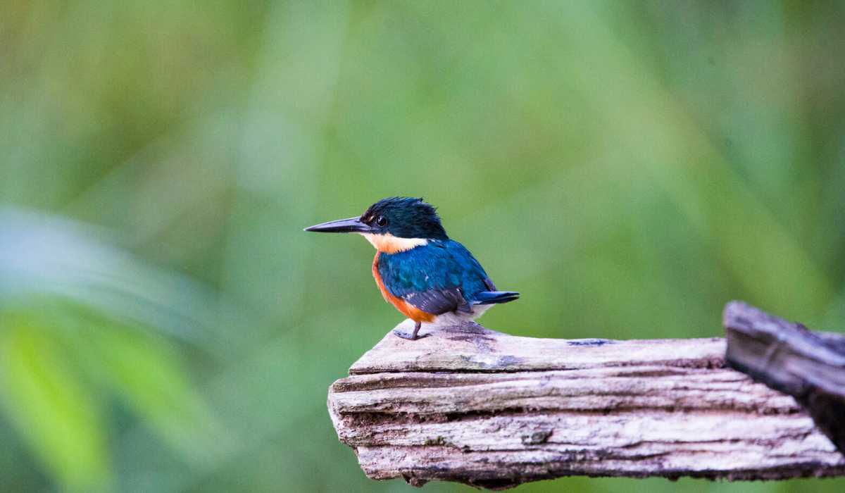 American pygmy kingfisher