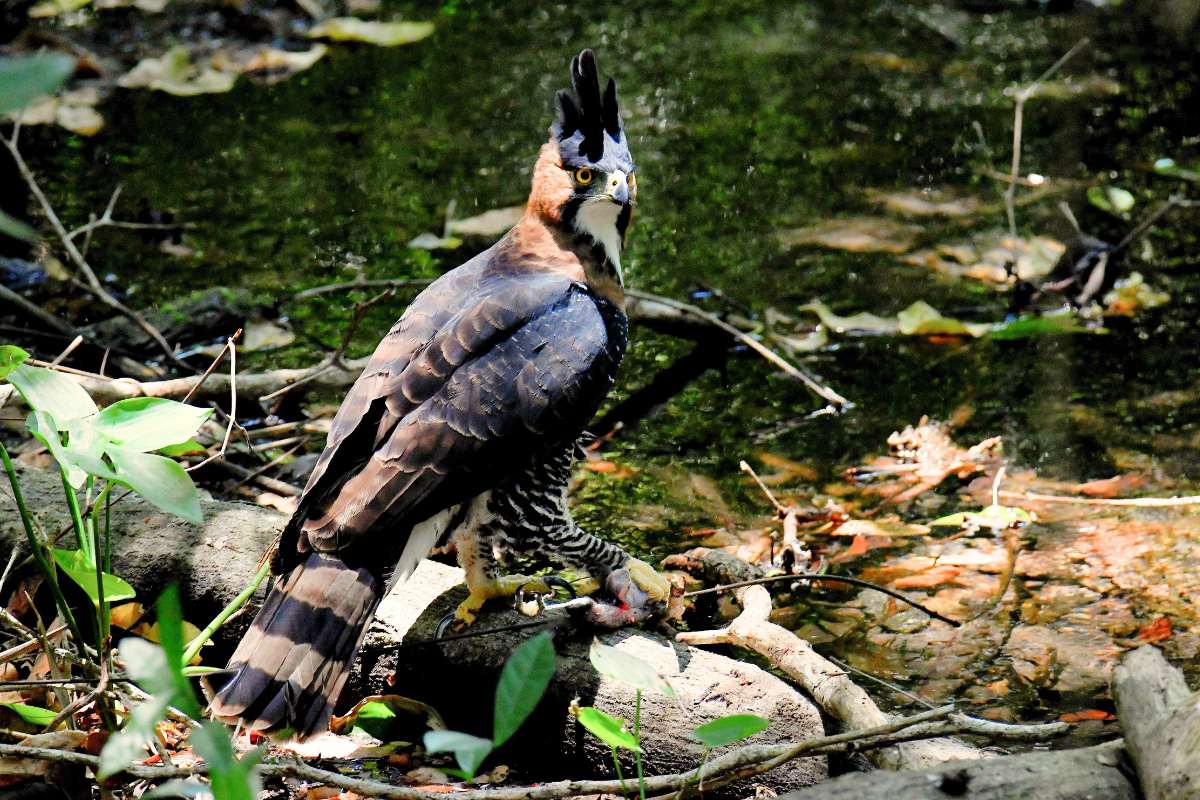 Aguila ornamentada