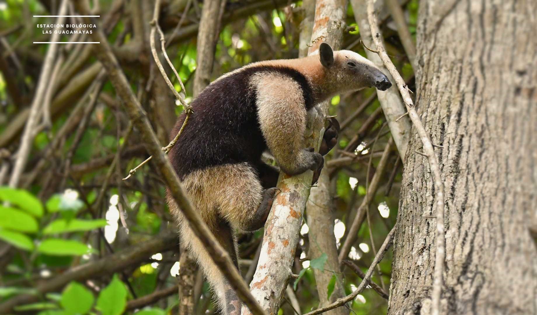 Tamandua