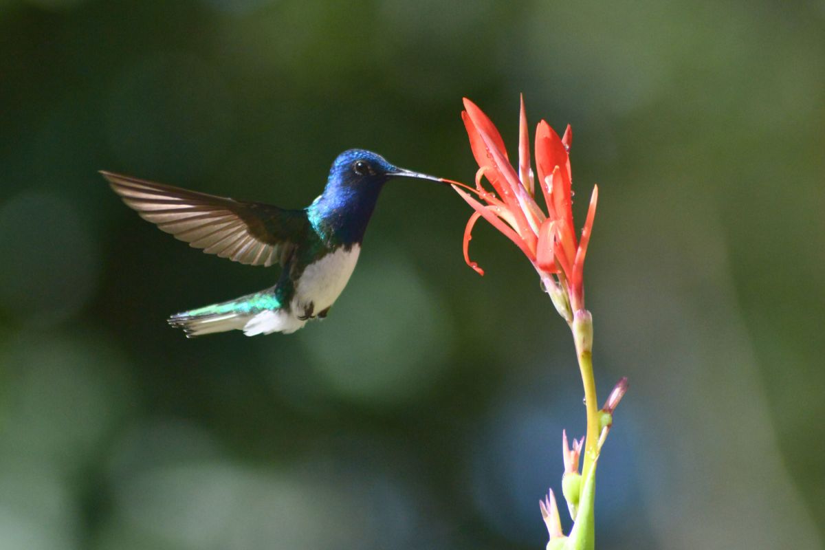 White necked Jacobin 2