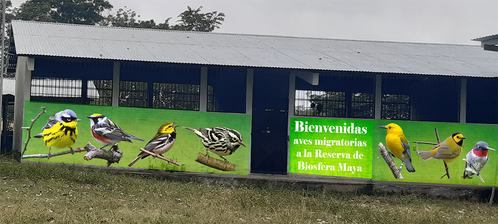 Murales de aves en las escuelas de la Biosfera Maya