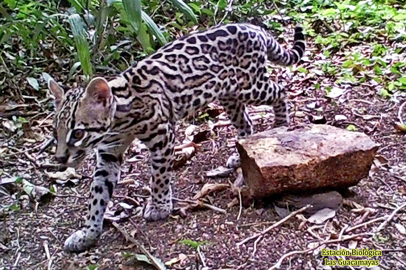 Estacin Biolgica Las Guacamayas Leopardus pardalis