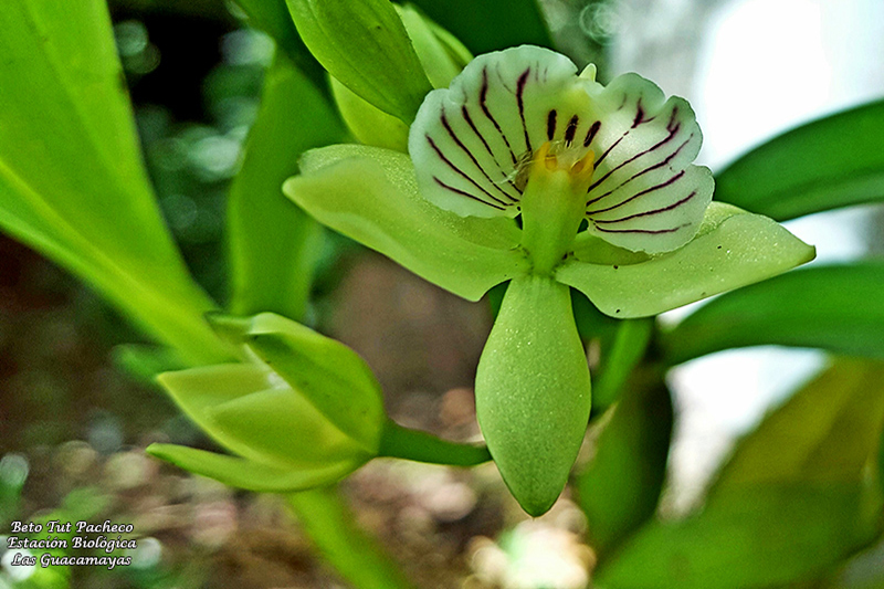 Estacin Biolgica Las Guacamayas Prosthechea Radiata