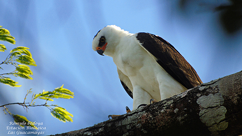 Estacion Biolgica Las Guacamayas Black and white Eagle Hawk