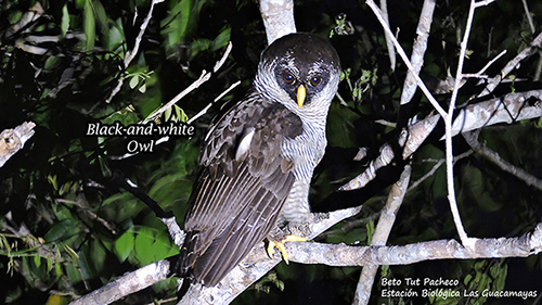 Estacion Biolgica Las Guacamayas Black and white Owl