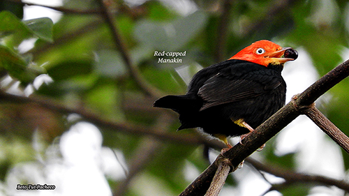 Estacion Biolgica Las Guacamayas Red capped manakin