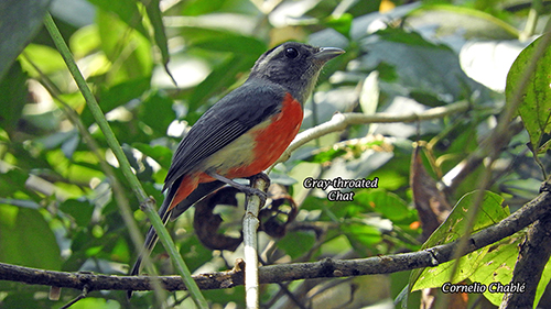 Estacion Biolgica Las Guacanayas Gray throated chat