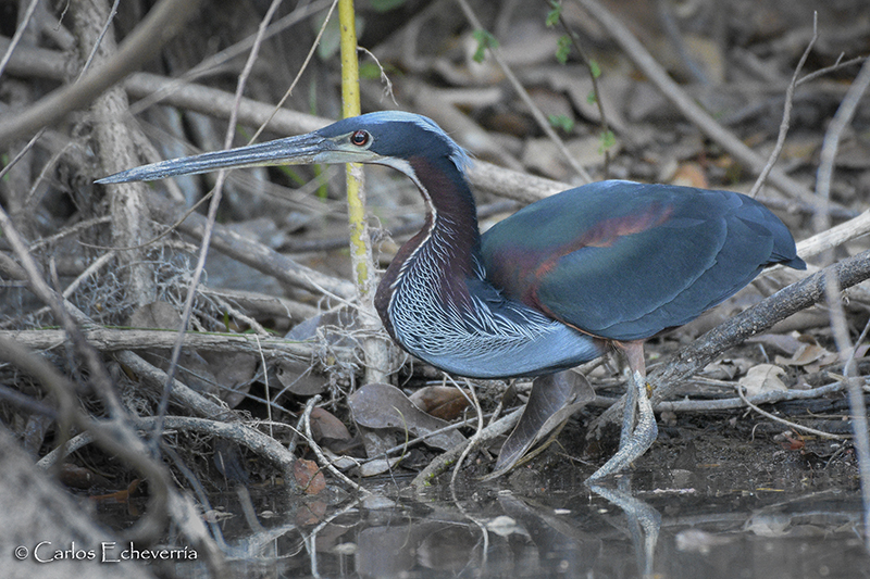 Agami Heron