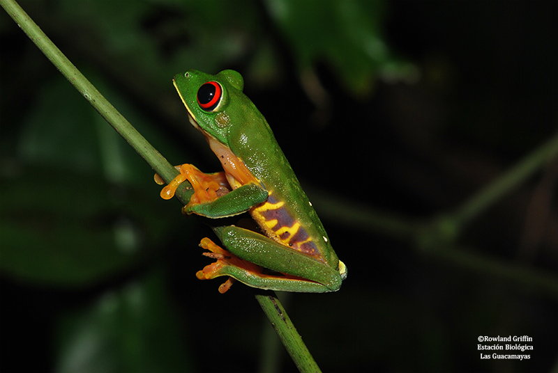 Ranitas de ojos rojos