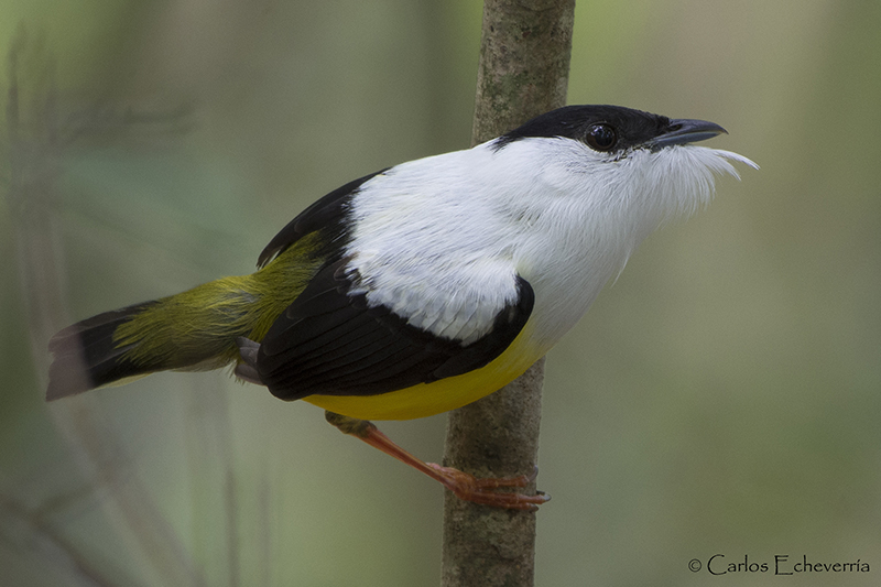 White collared Manakin