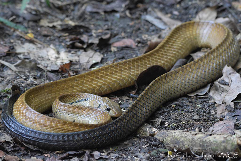 indigo Snake