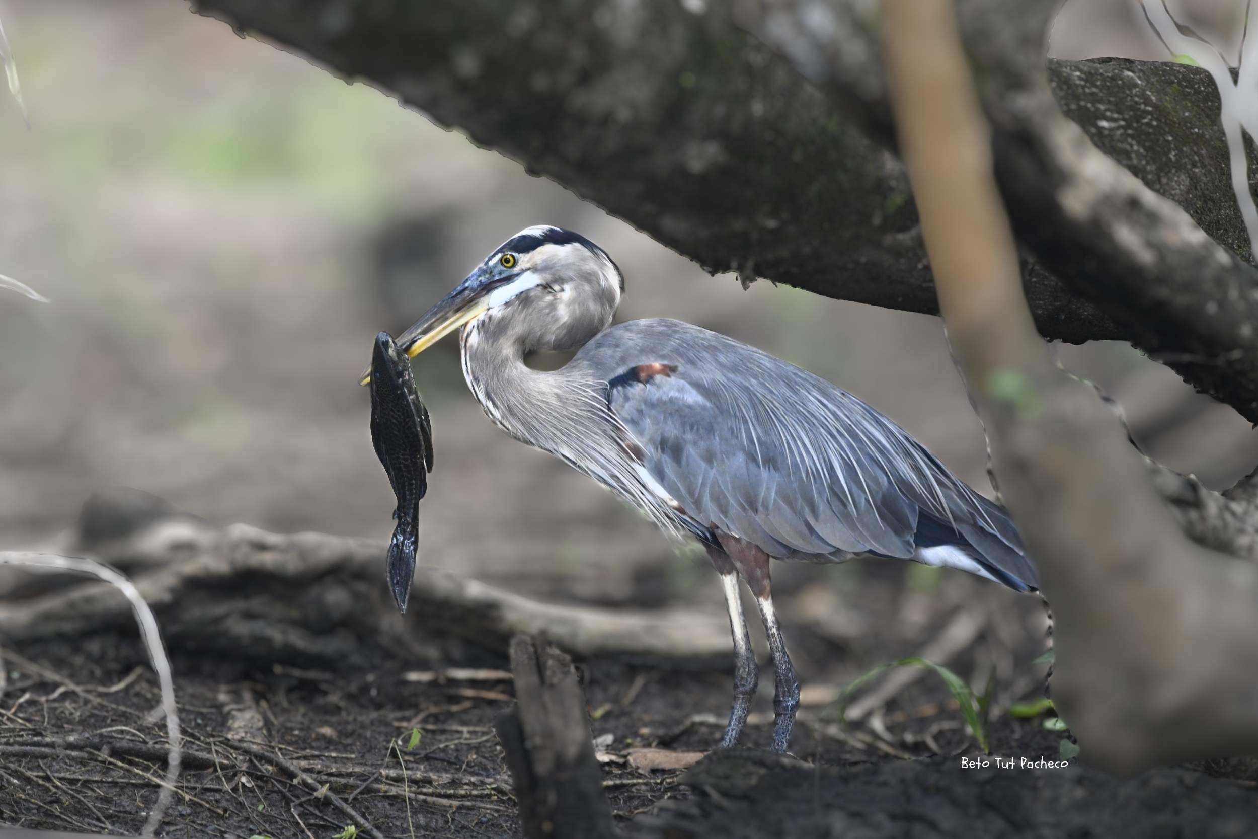 Great blue Heron