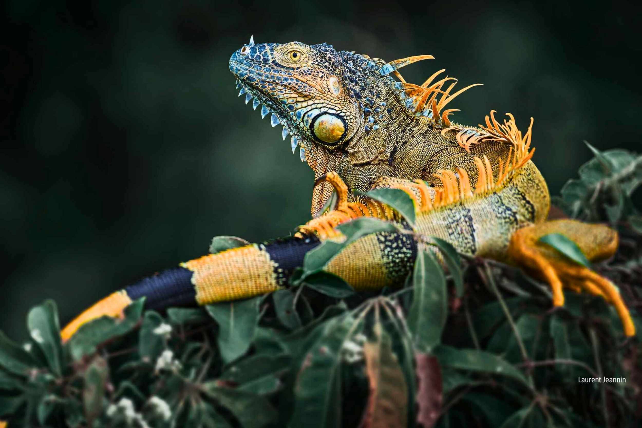Iguana iguana