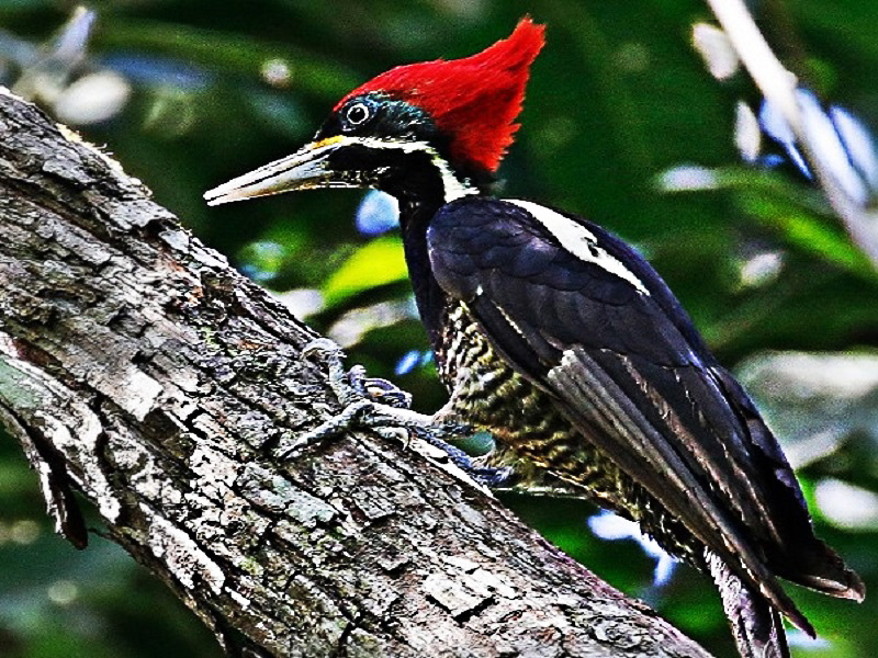Woodpecker Lineated