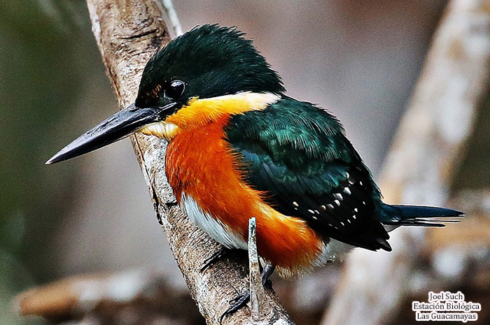 American Pygmy Kingfisher