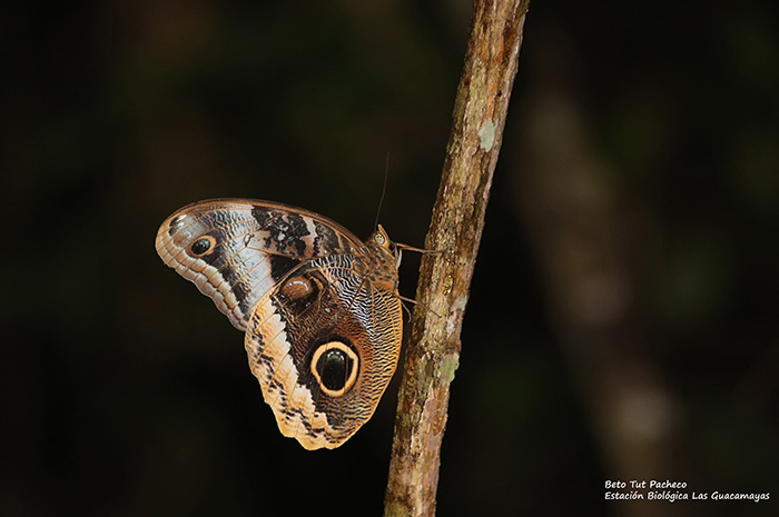 Caligo uranus