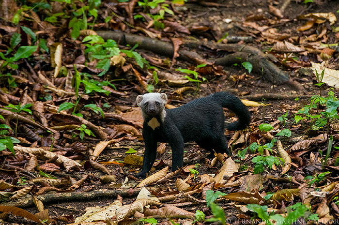 Eira Barbara Estacion biologica las guacamayas