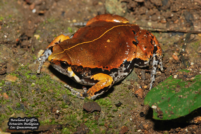 Hypopachus variolosus1