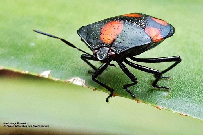 Insec Estacin Biologica Guacamayas