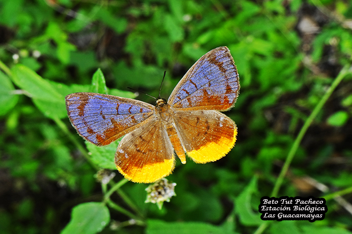 Mariposa 