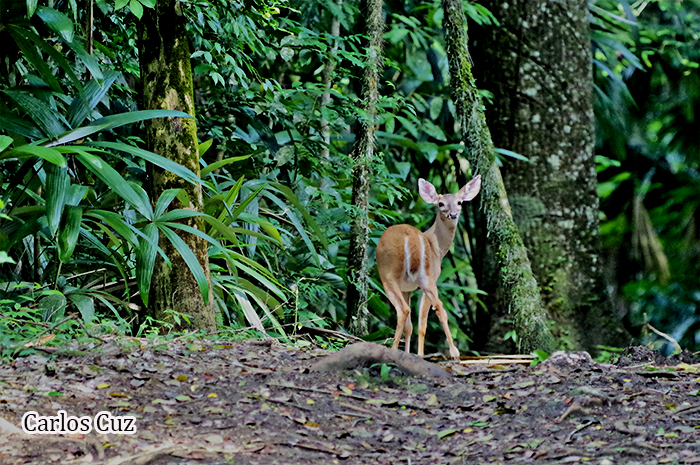 Venado cola blanca