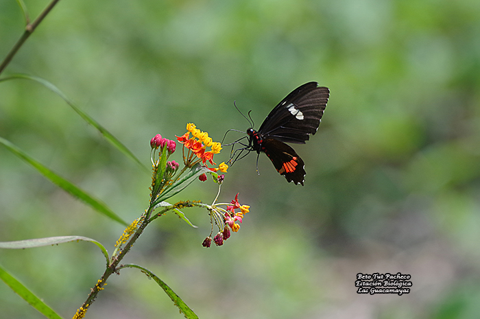 mariposita