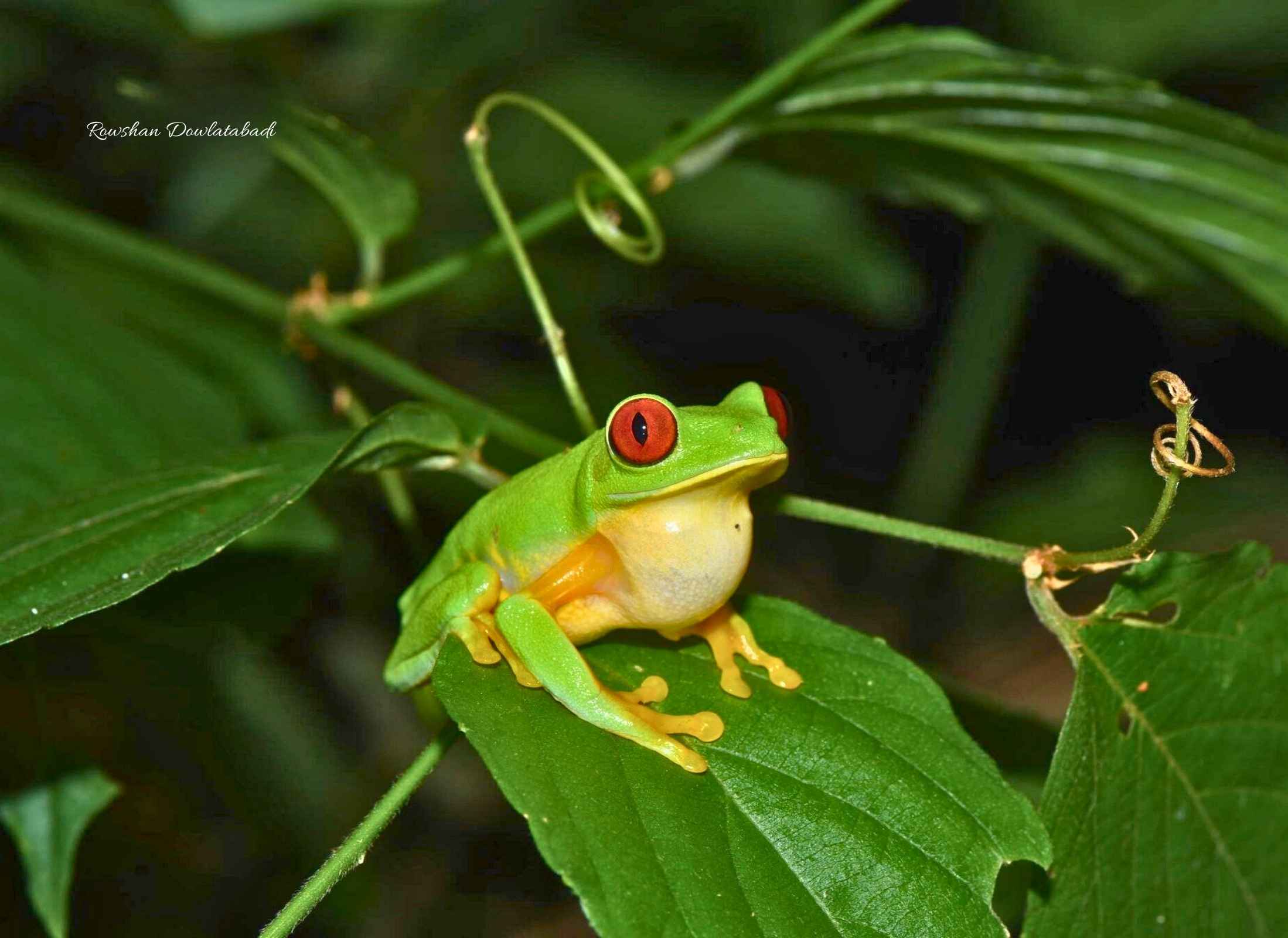 Agalychnis taylori