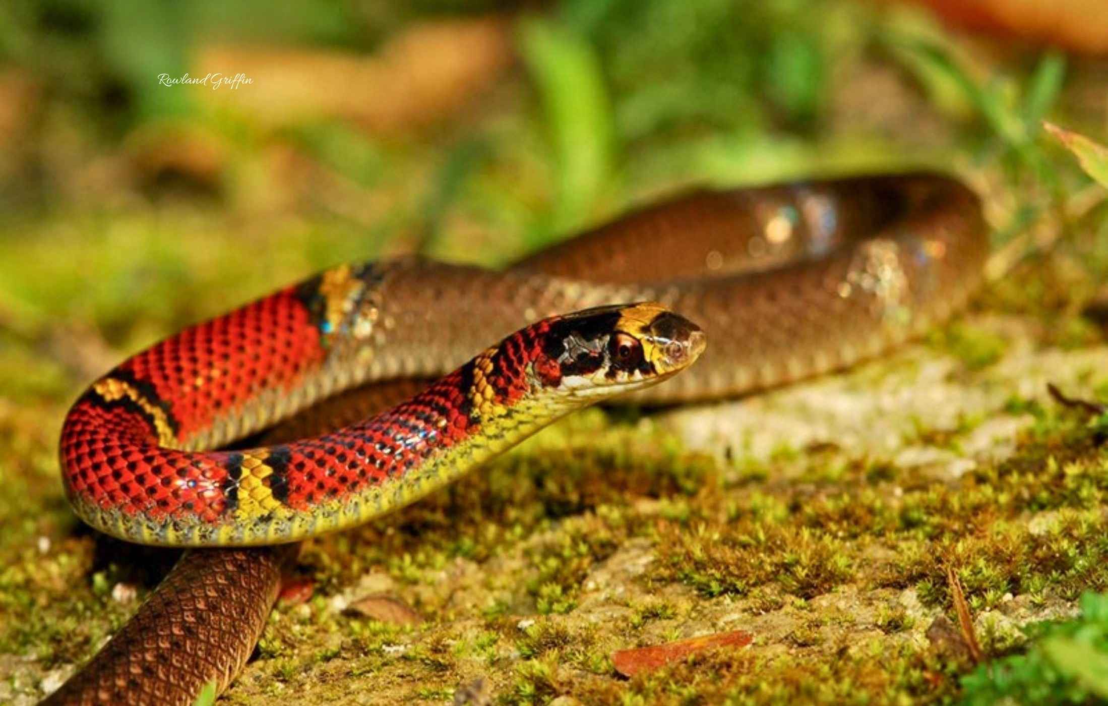 Scaphiodontophis annulatus