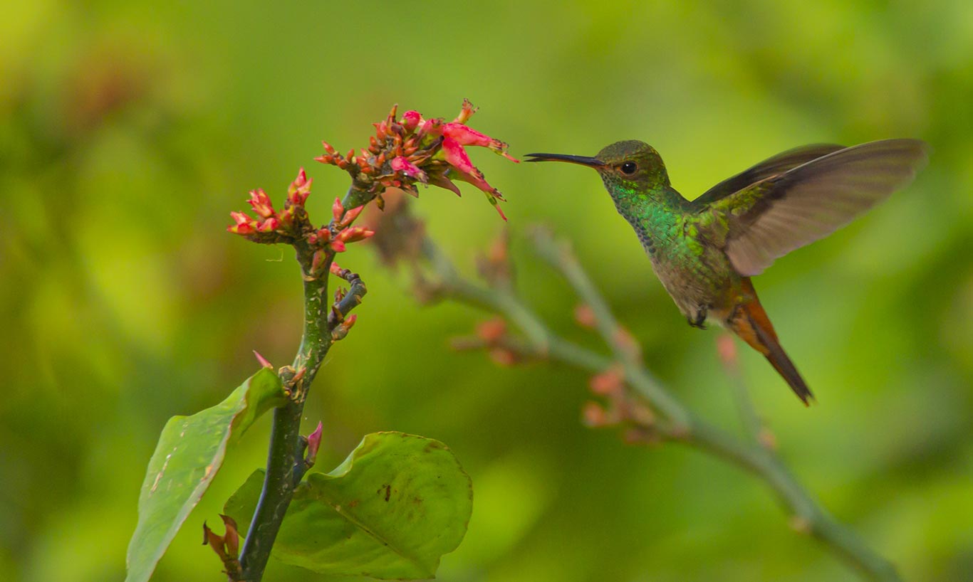 Rufous tailed Humminbird