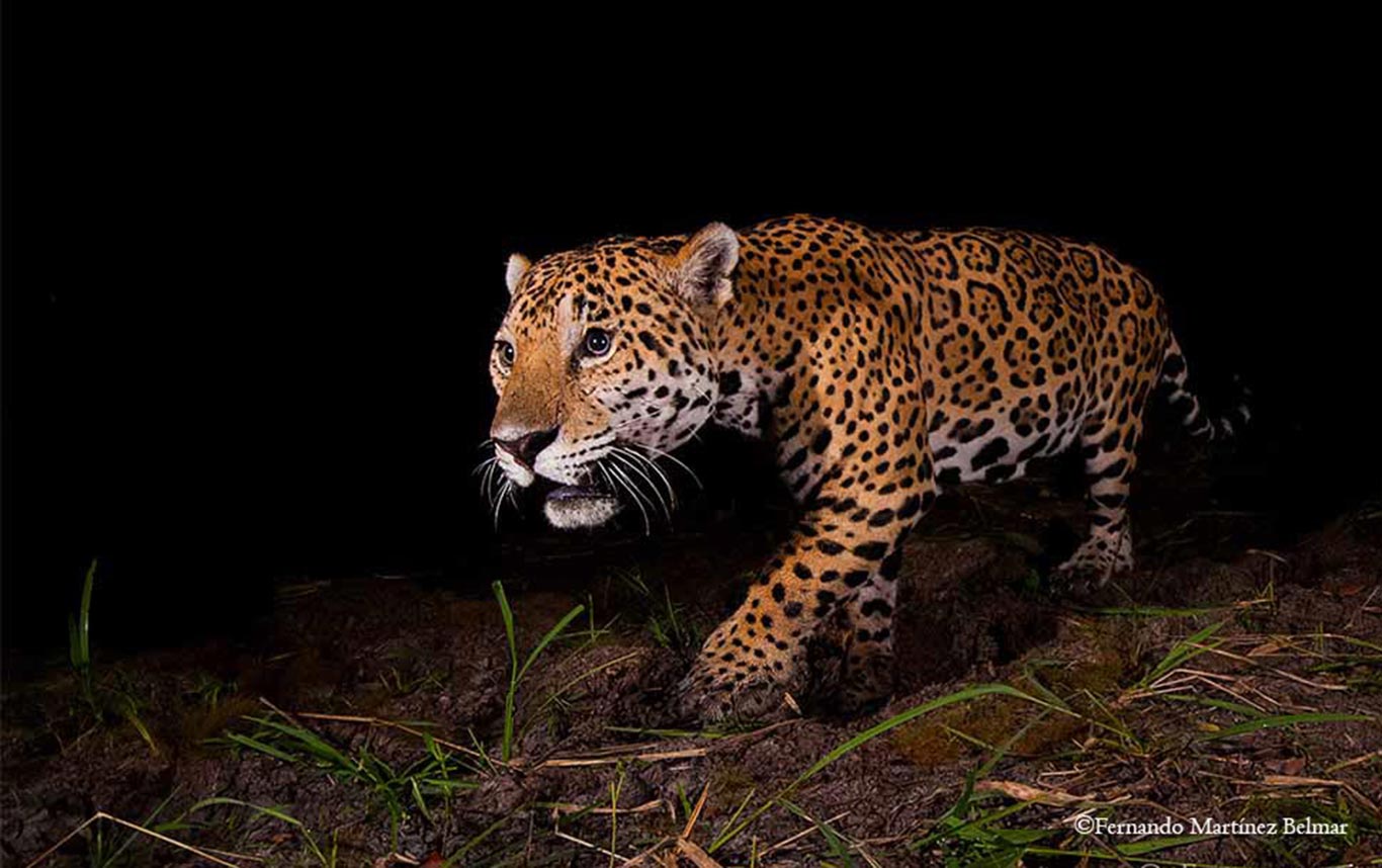 jaguar Pantera onca