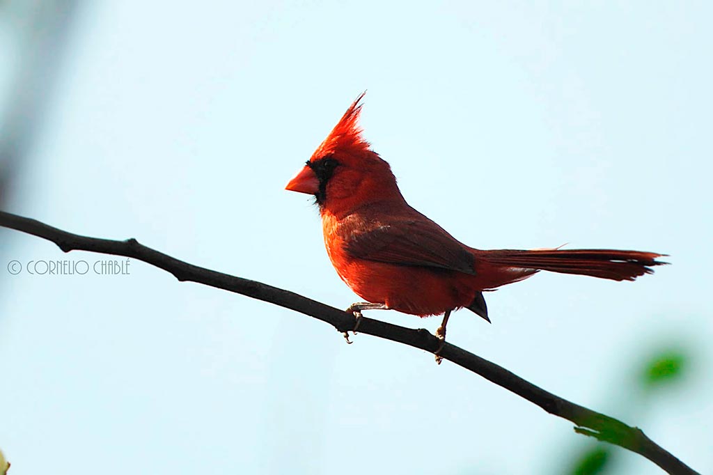 cardenal norteño
