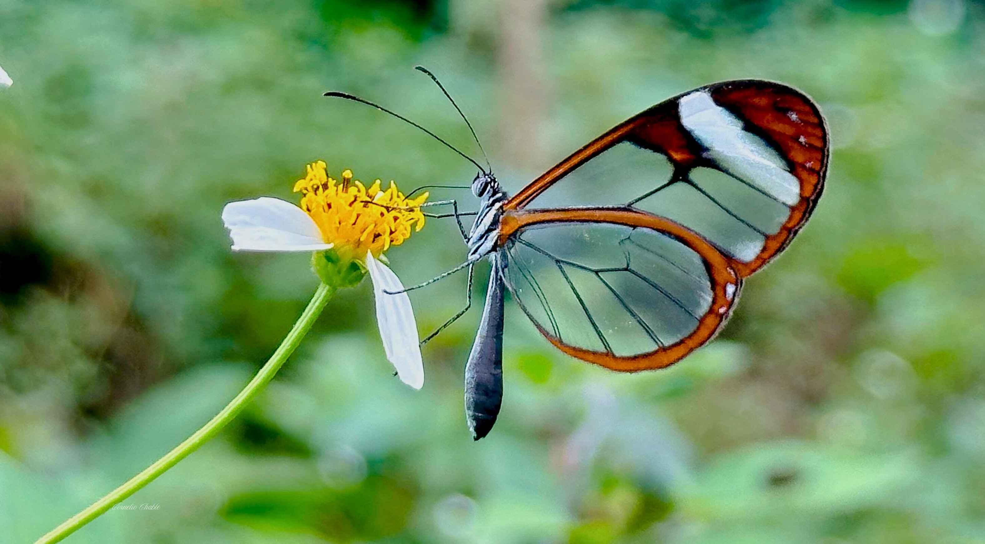 Mariposa de cristal