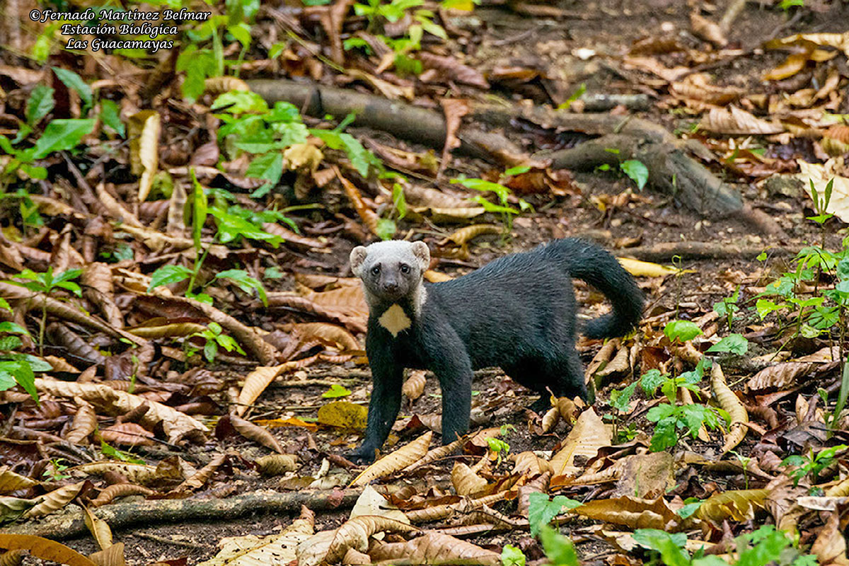 Taira Eira barbara expedicion fotografica de vida silvestre