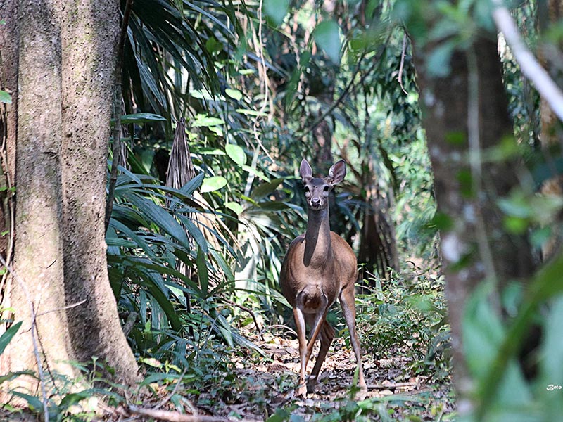 Voluntarios fotografia de vida silvestre