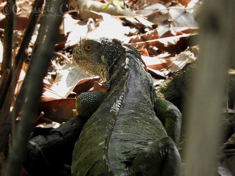 Green iguana ebg