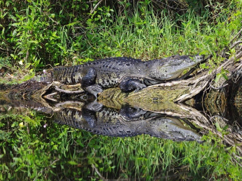 Morelet Crocodile ebg