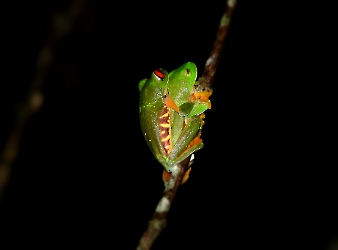 Agalychnis callidryas