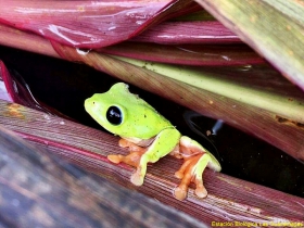 Agalychnis moreletti