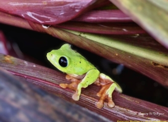 Agalychnis moreletti