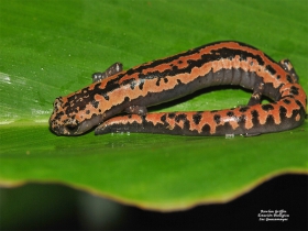 Bolitoglossa mexicana