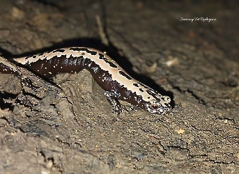 Bolitoglossa mexicana