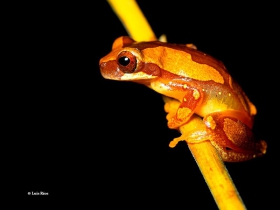 Dendropsophus-ebraccatus