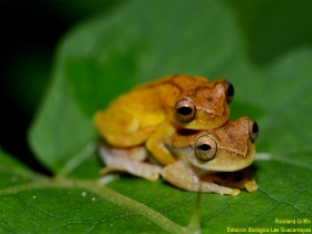 Dendropsophus microcephalus