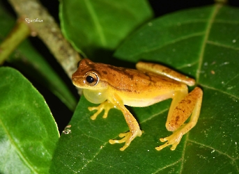 Anfibios