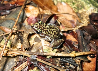 Eleutherodactylus leprus