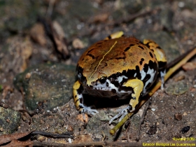 Hypopachus variolosus-Estación Biológica Las Guacamayas