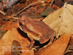 Incilius-valliceps