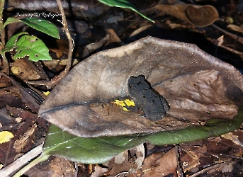 Anfibios