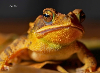 Anfibios