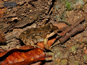 Anfibios